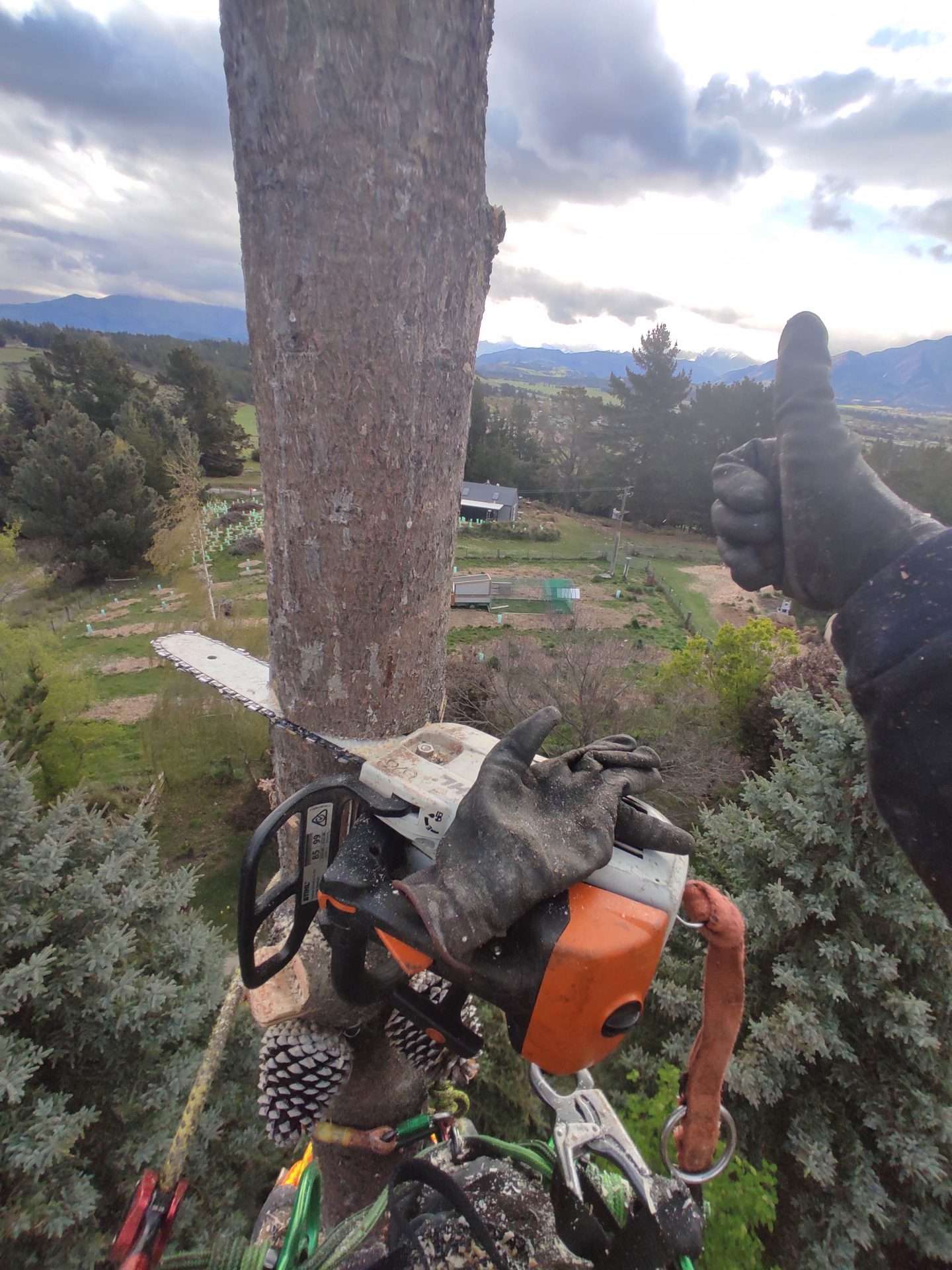 thumbs up with a chainsaw through a tree