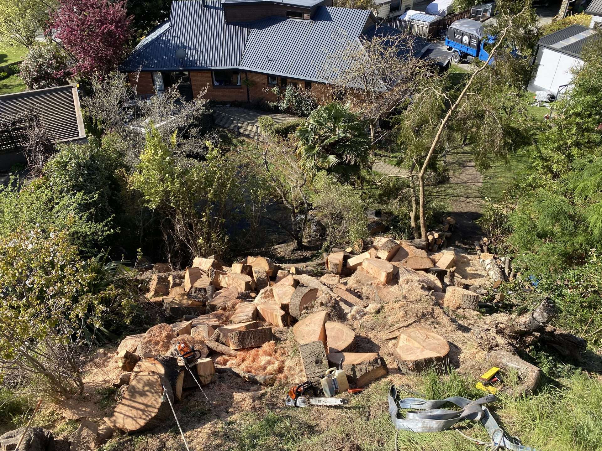 Large tree dismantling