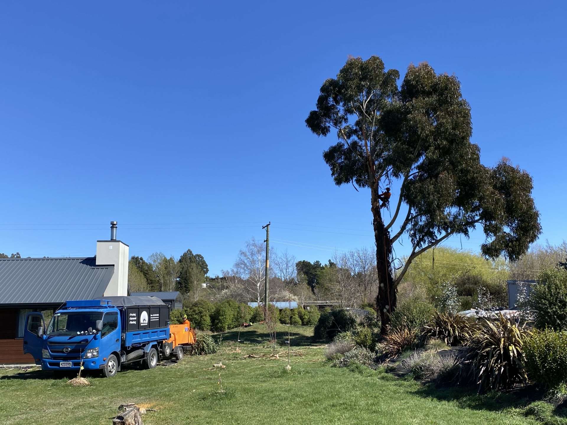 tree Removal - before