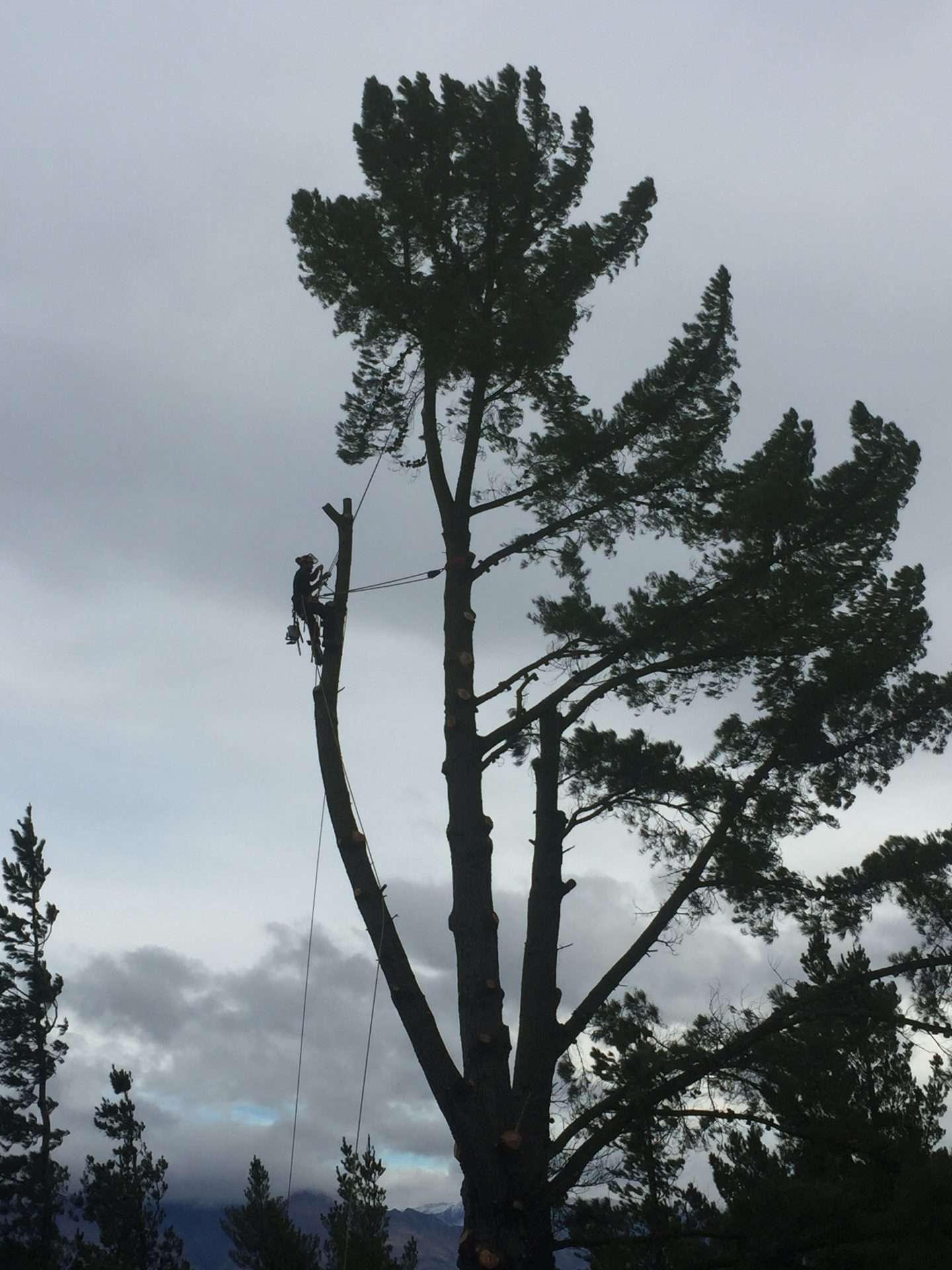 arborist up a tree with safety ropes attached