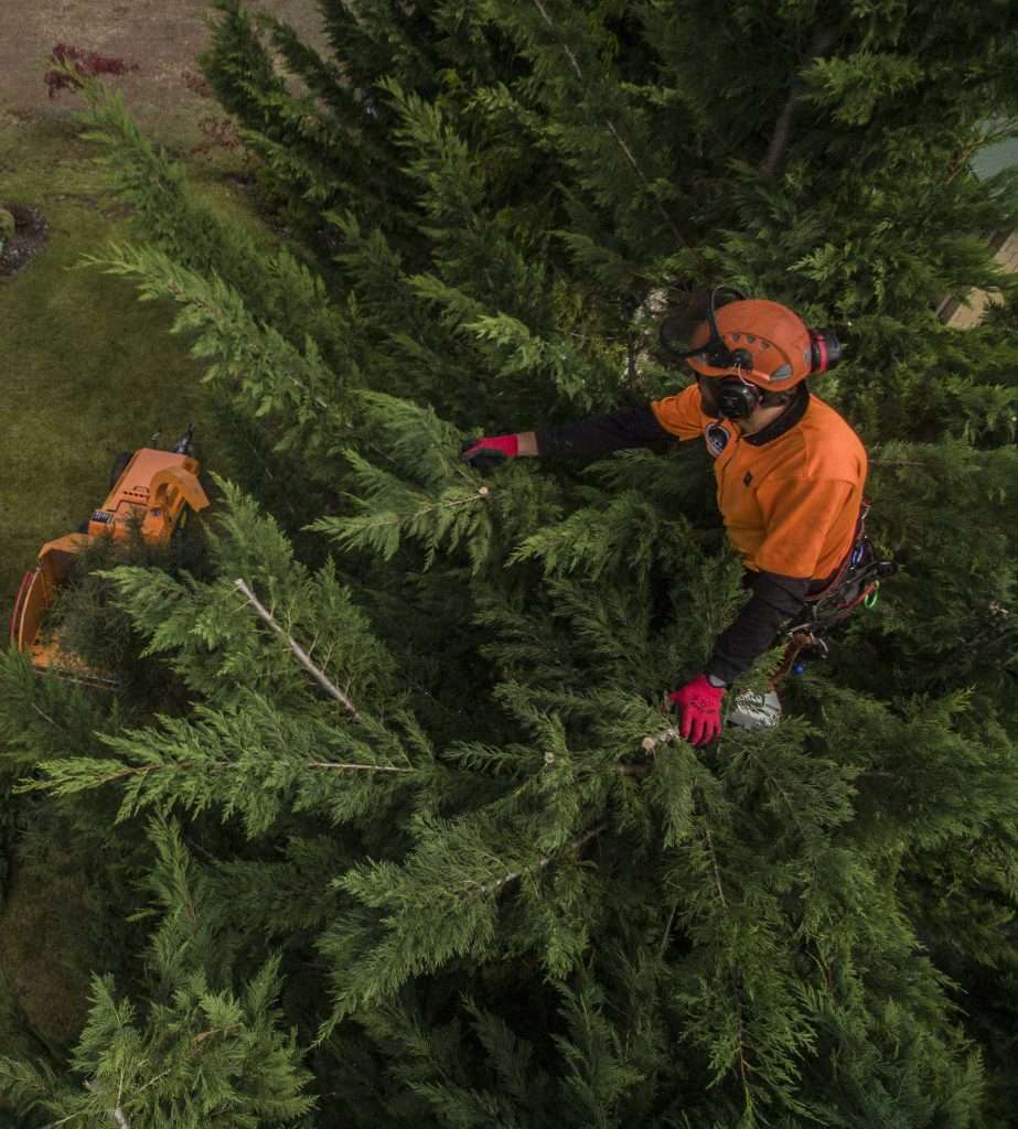 arborist up a tree with a chipper on the ground - aerial shot