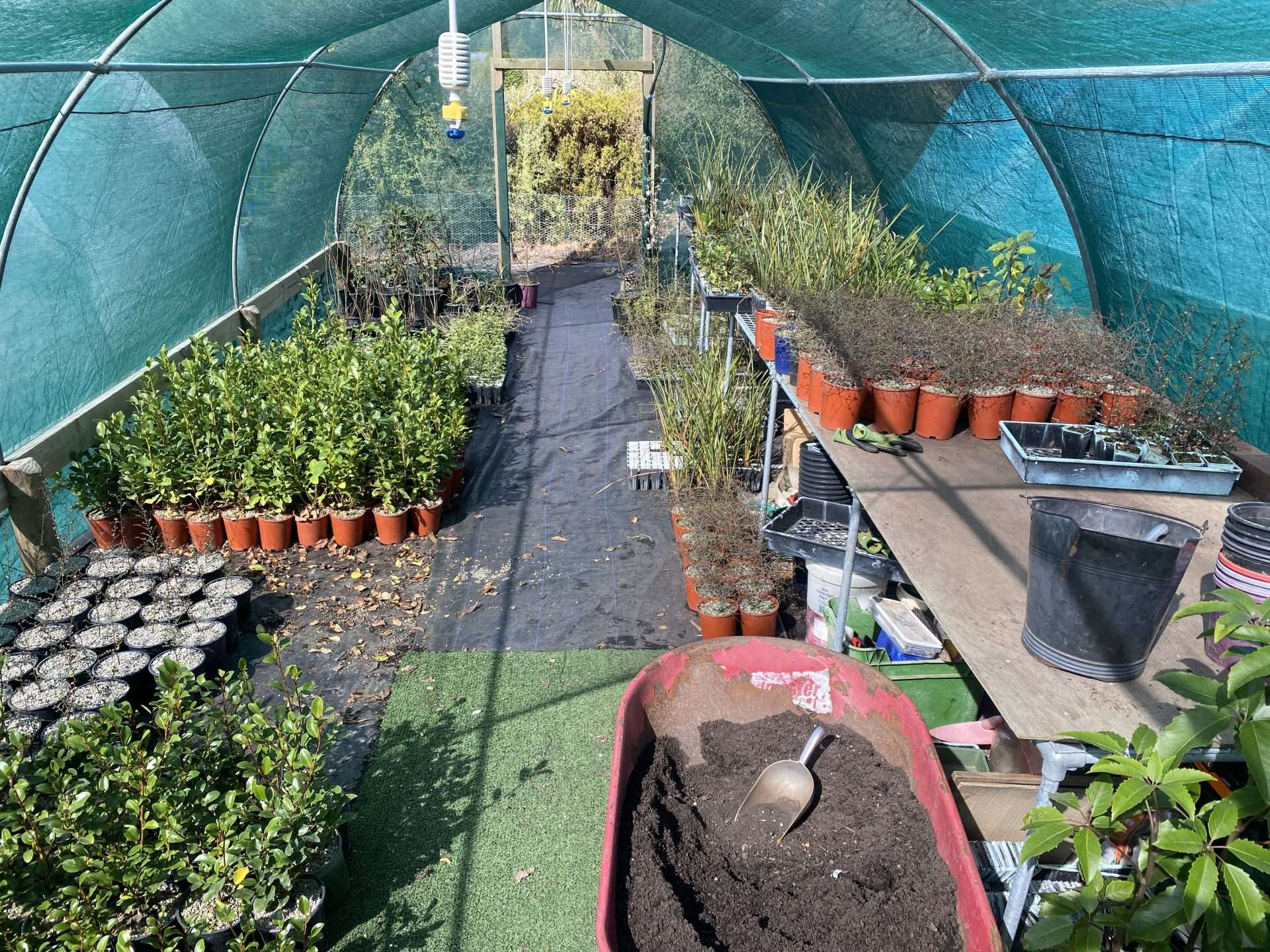 a greenhouse with plants in pots