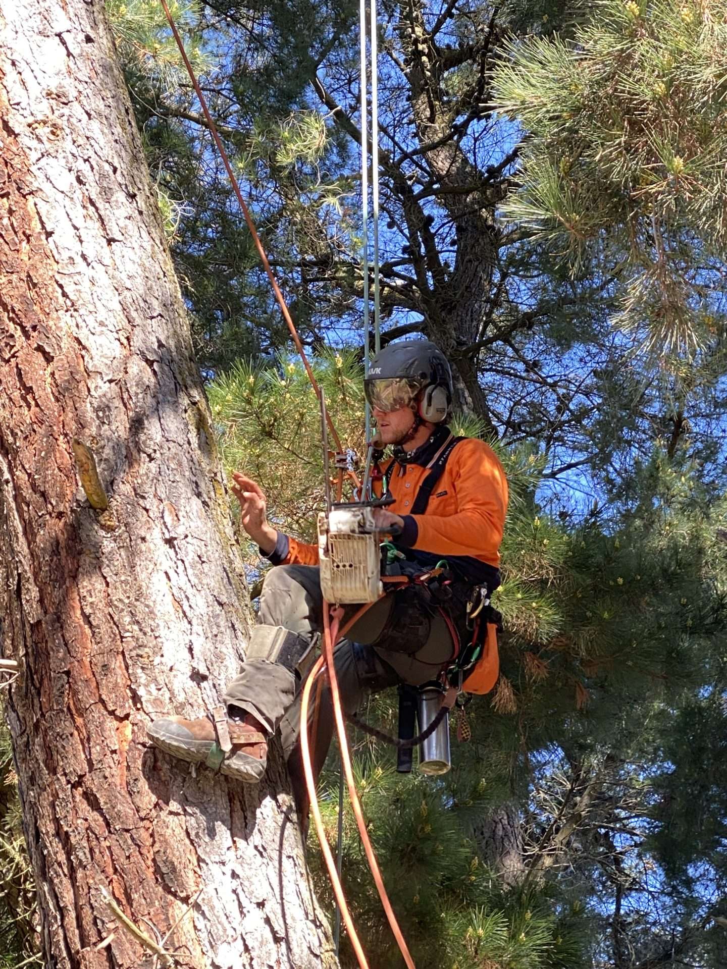 tree diagnosis