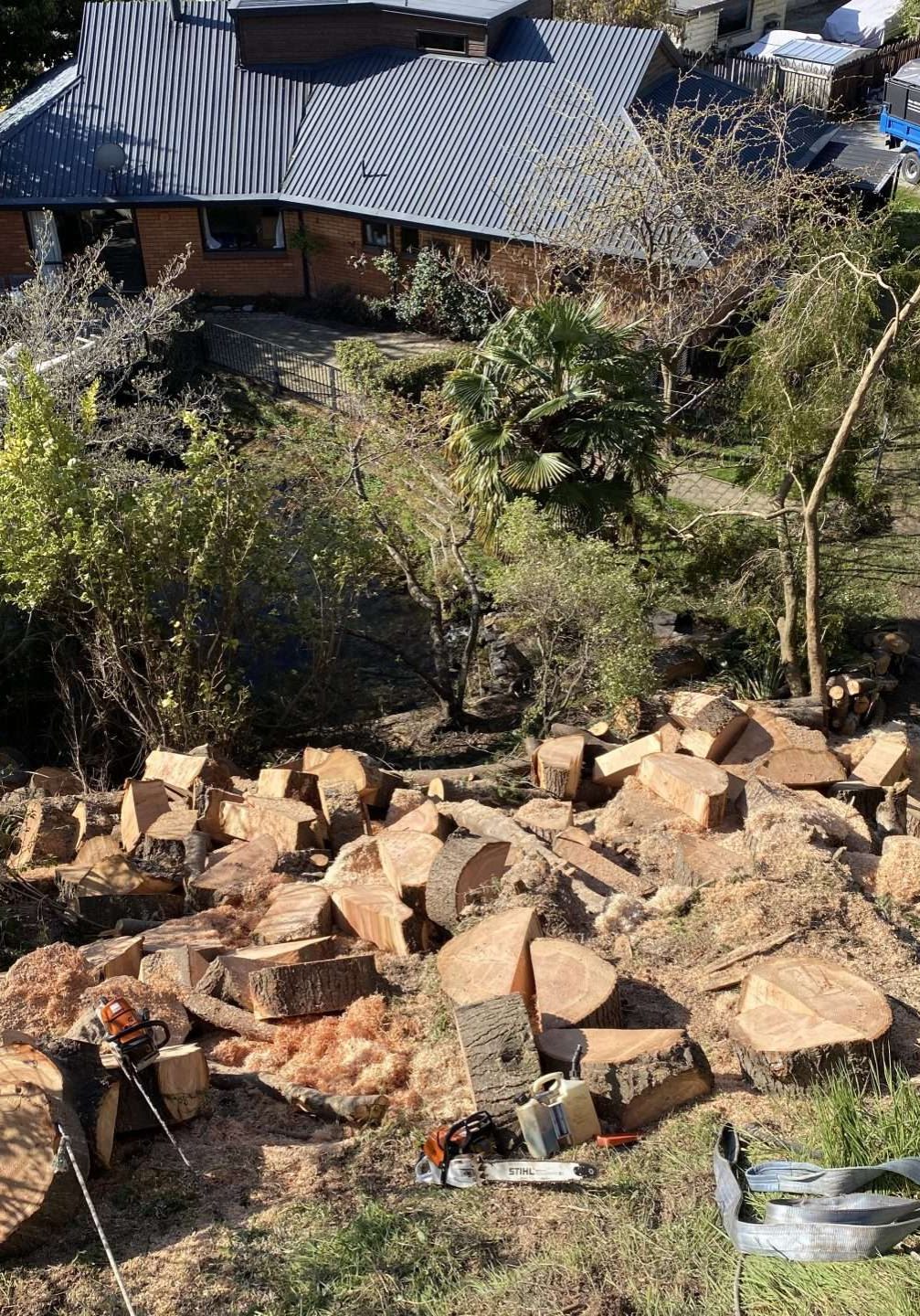 Large tree dismantling